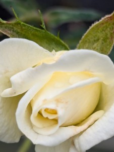 AMORETTE (miniature)